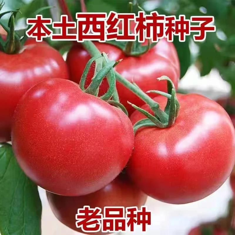 西红柿种子阳台盆栽番茄种子超甜大红皮薄肉厚四季种植蔬菜种子