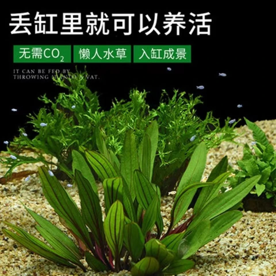 懒人水草套餐好养耐活真水草植物绿菊大叶绿九冠鱼缸天然水草造景