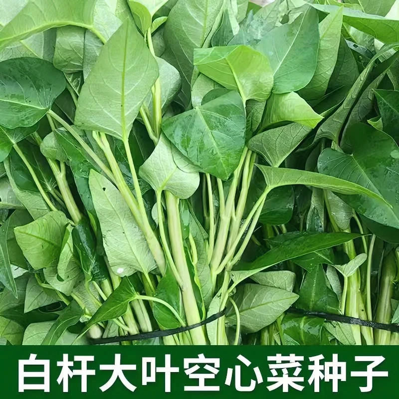 白梗大叶空心菜种子四季翁菜水生通菜蕹菜籽春季青菜盆栽蔬菜种子