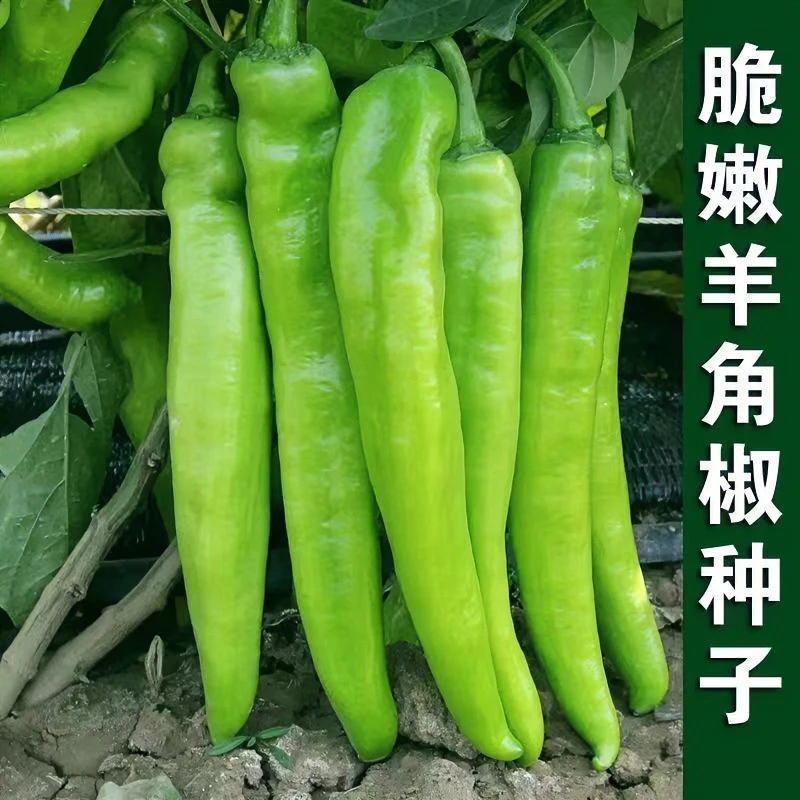 大羊角椒种子辣椒种籽青椒菜农大田种植青红辣椒种子阳台蔬菜种子