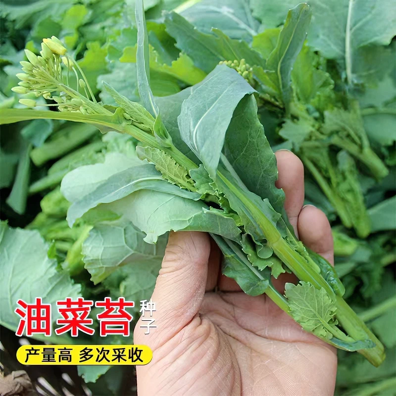 油菜苔种子四季早熟油菜苔耐热可多次收割农家田园阳台蔬菜种子