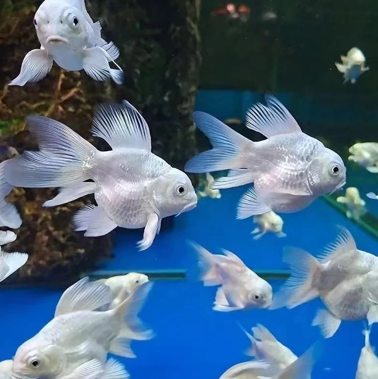 赛级球体蝴蝶鲤台系小尺寸石膏白纯种   鞍山渔场