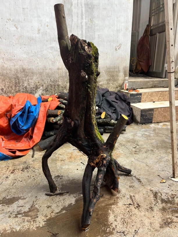 金弹子直播间一物一拍、