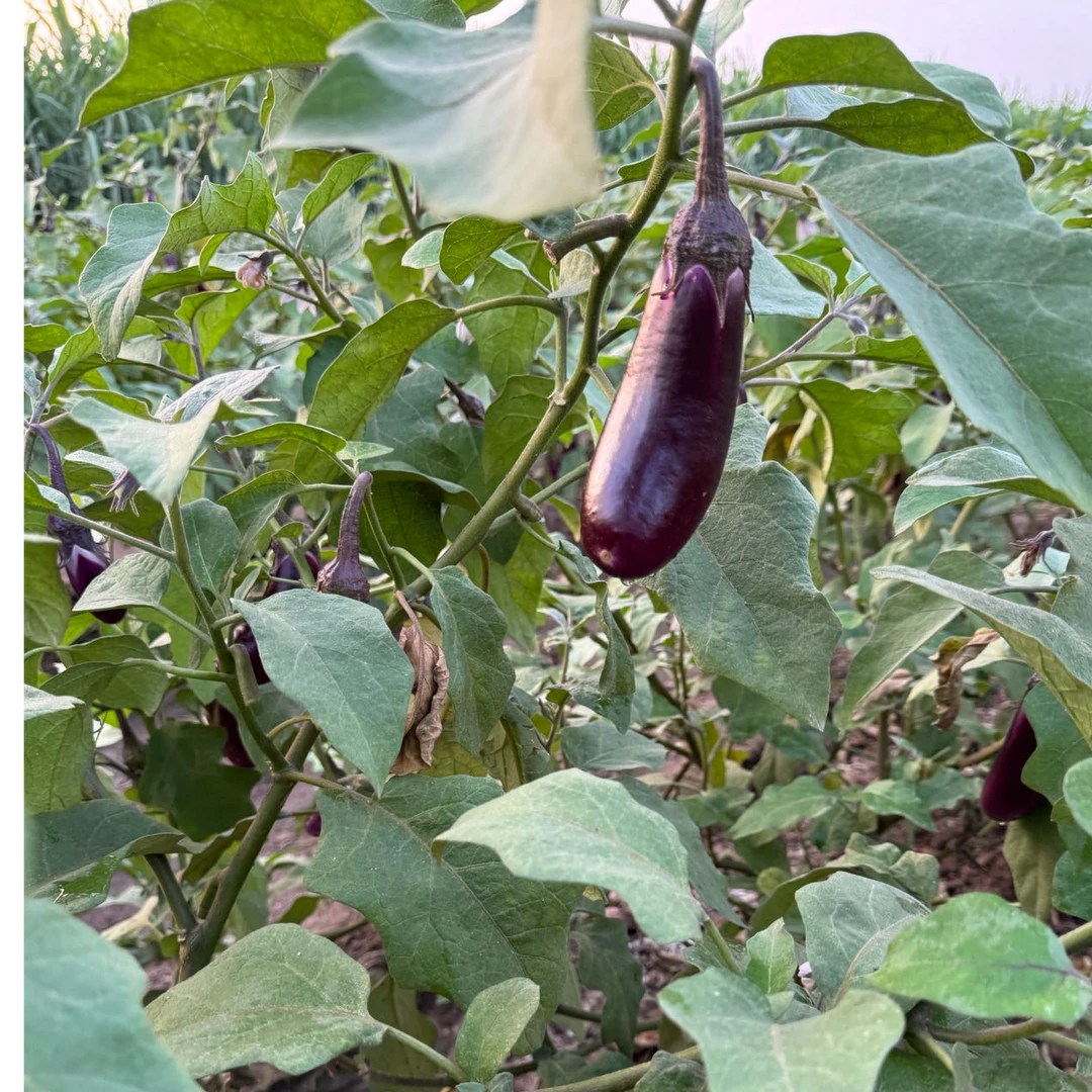 新鲜现摘茄子老品种农家紫茄子当季新鲜蔬菜
