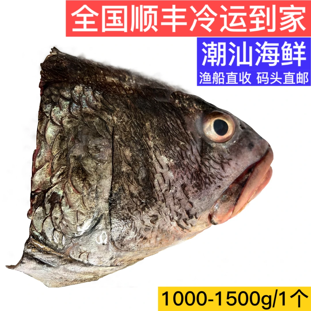 新鲜海产正宗炖汤赤嘴鳘鱼鱼头海鲜产食用鱼头现杀营养野外丰富
