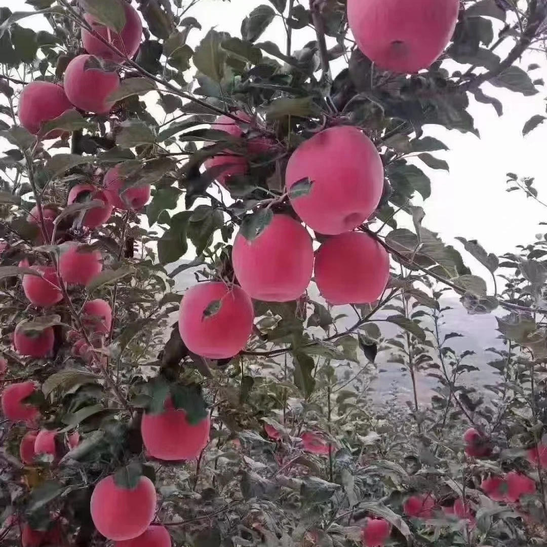 甘肃秦安高山旱地红富士苹果当季新鲜果香味浓郁皮薄16个礼盒装