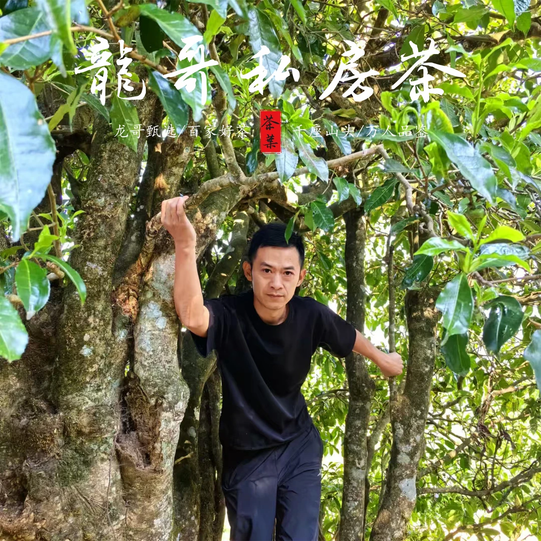 【龙哥私房茶】昔归黄金叶 直播间单品