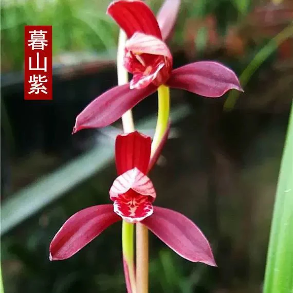 原生老种兰花苗 暮山紫 浓香型建兰高档室内阳台办公室盆栽 花卉