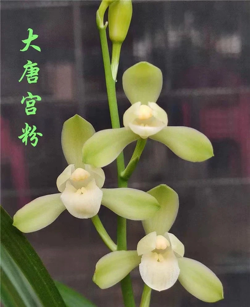 建兰兰花苗 名品大唐宫粉 高档素花