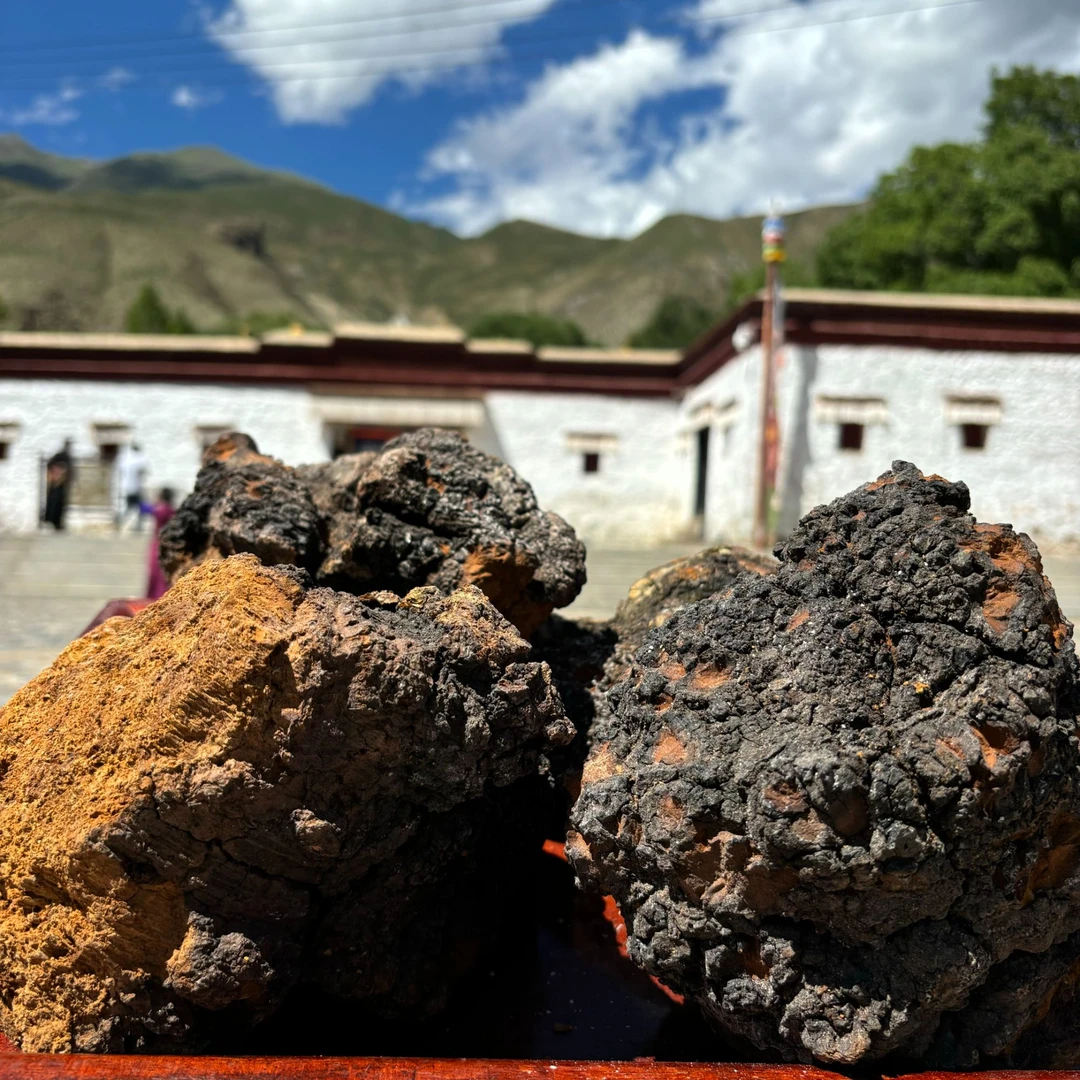 西藏高山高海拔桦树茸带黑金发货产地直发250g