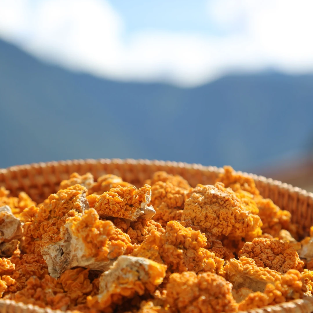 西藏发货森林金耳100g干菌菇高原特产炖汤煲汤甜品羹