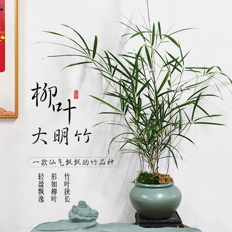 柳叶大明竹潇洒纤细飘逸轻盈优雅盆景竹室内空间美学灵动盆景竹