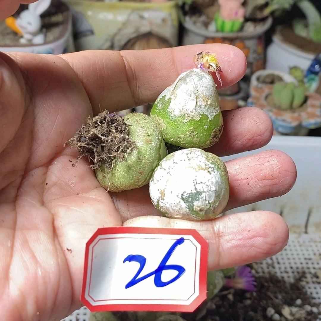 肉锥花11111111111111111