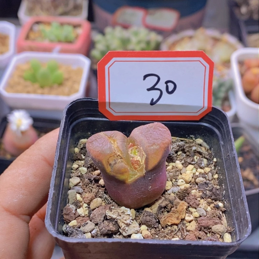 肉锥111111111111111