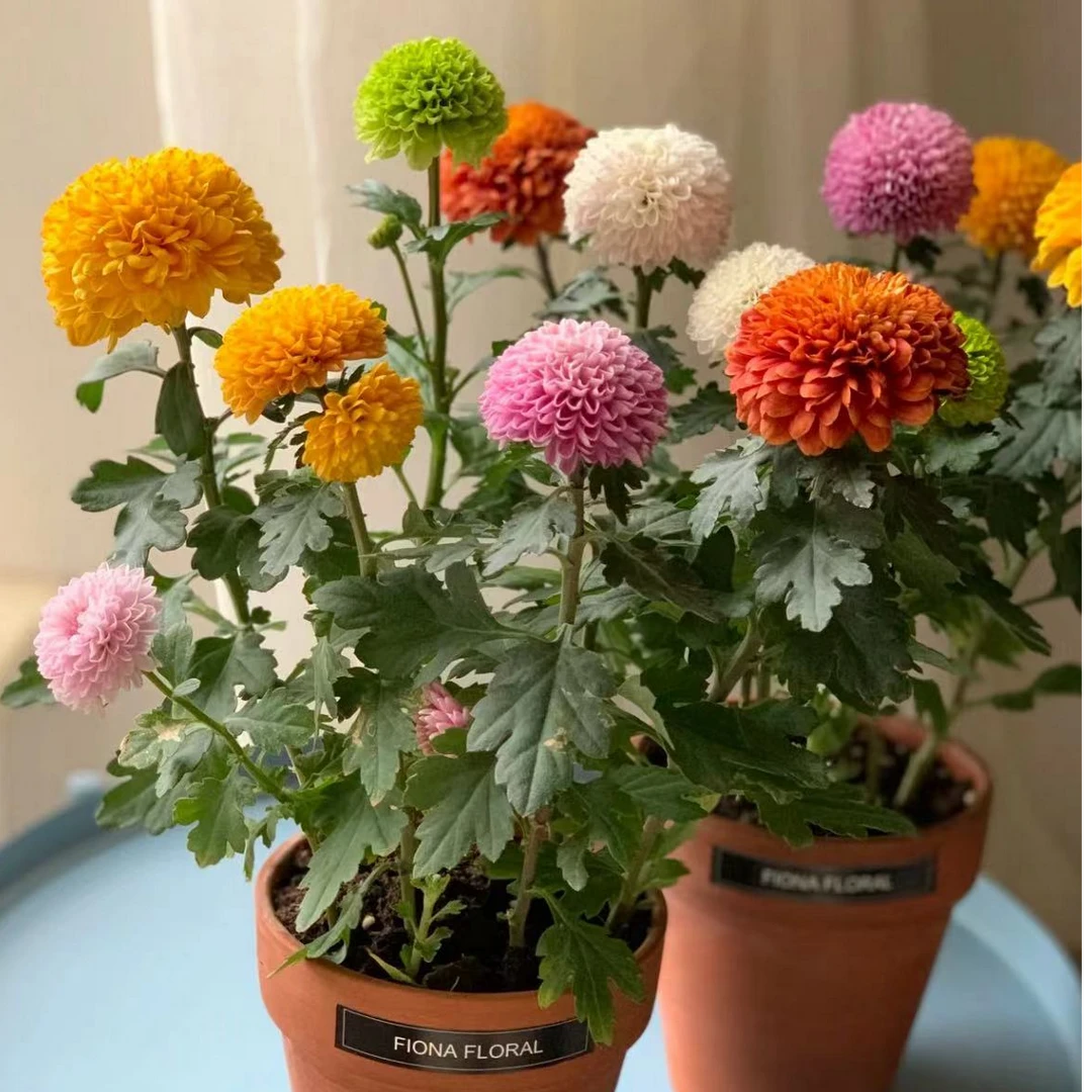 【乒乓菊】高颜值绿植养护 简单绿植好看花期长 室内外盆栽庭院养护