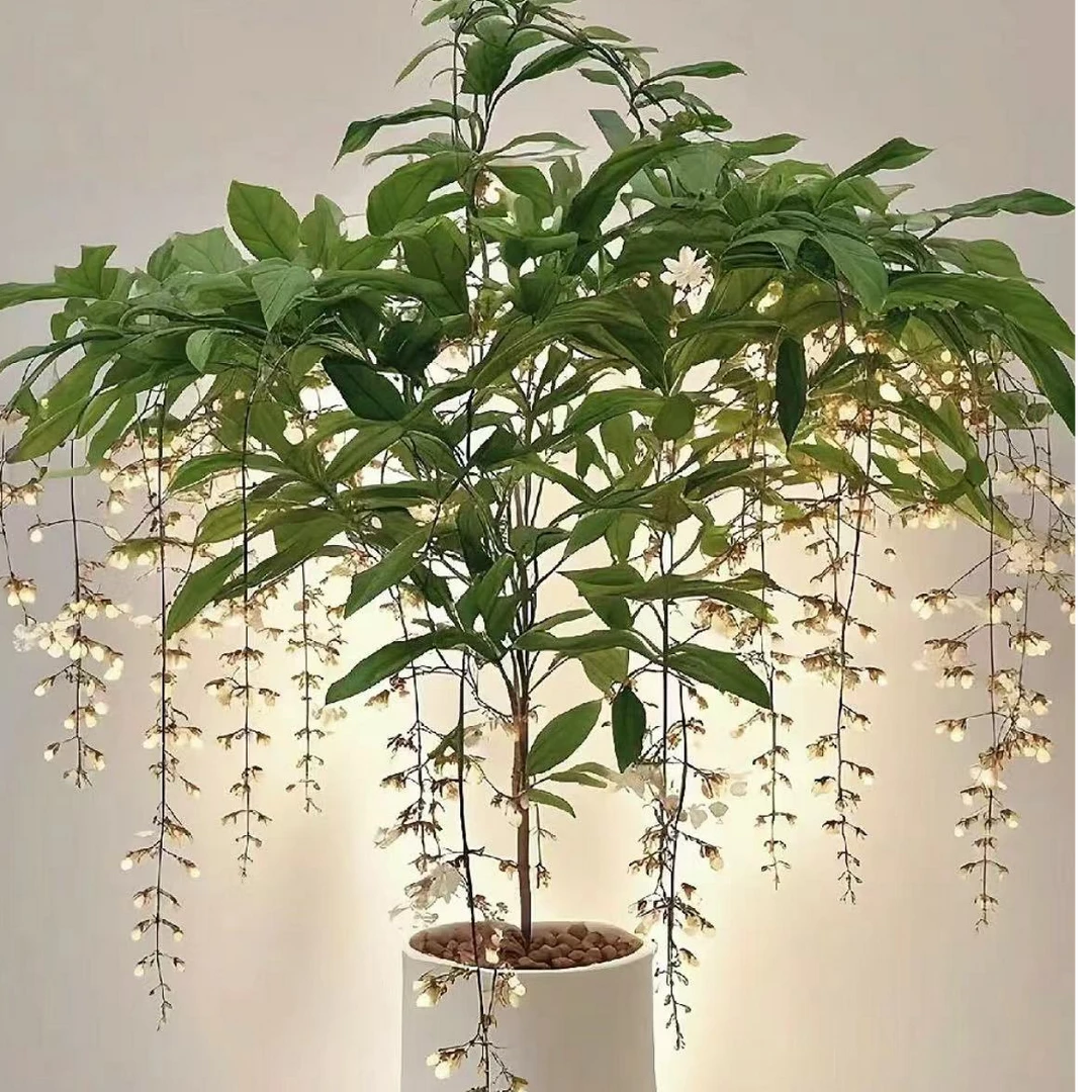【垂丝茉莉】室内高端盆栽绿植易养活喜水喜阳植物室内外阳台盆栽