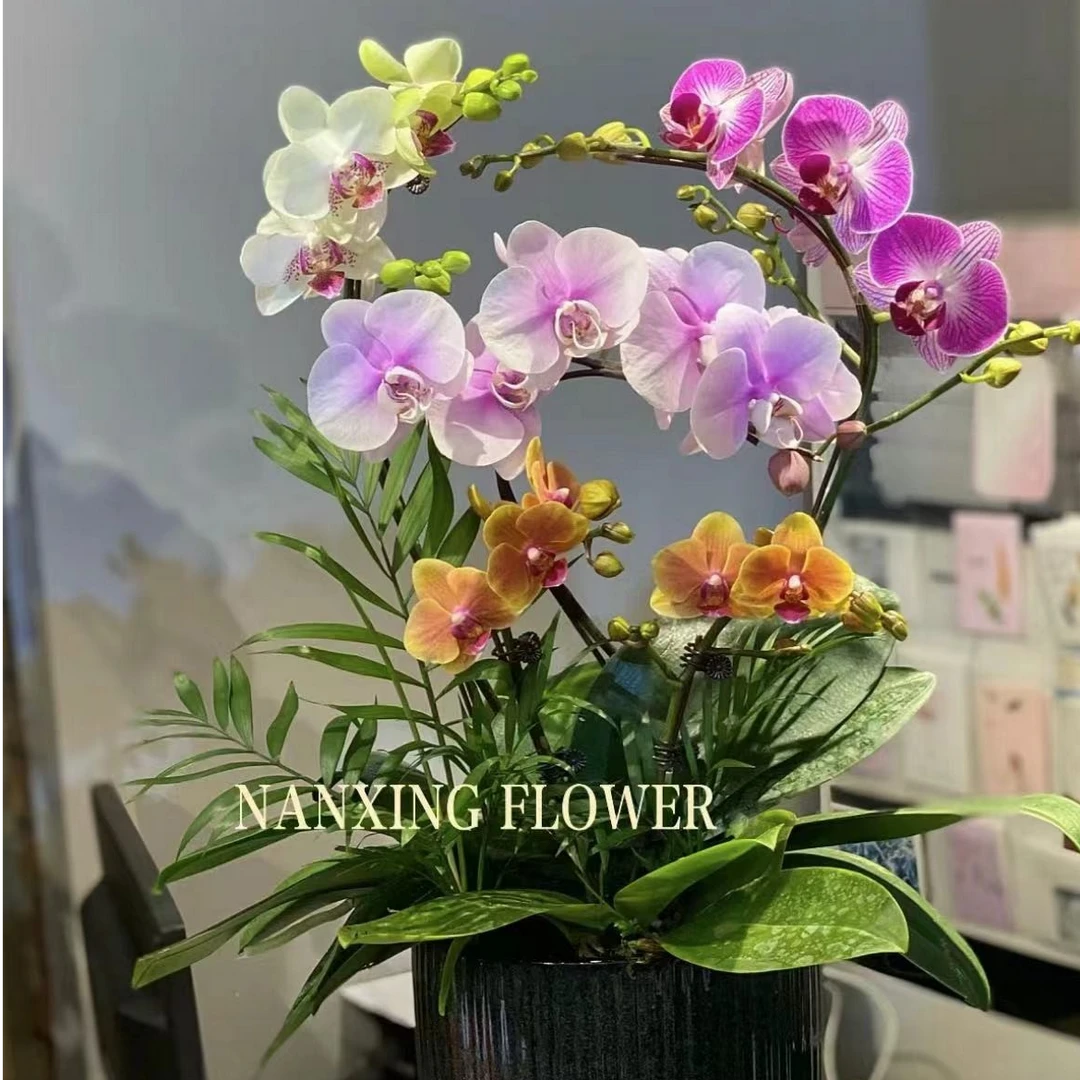 【蝴蝶兰-花后苗】混品 蝴蝶兰四季好养 室内高端高颜值盆栽绿植