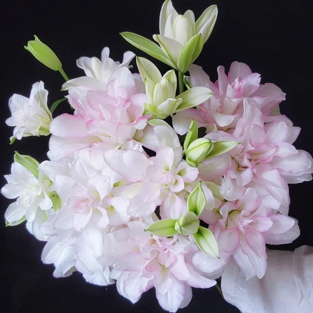 冰美人重瓣百合 拍三单花材每单送2包专用营养剂任意两单顺丰包邮