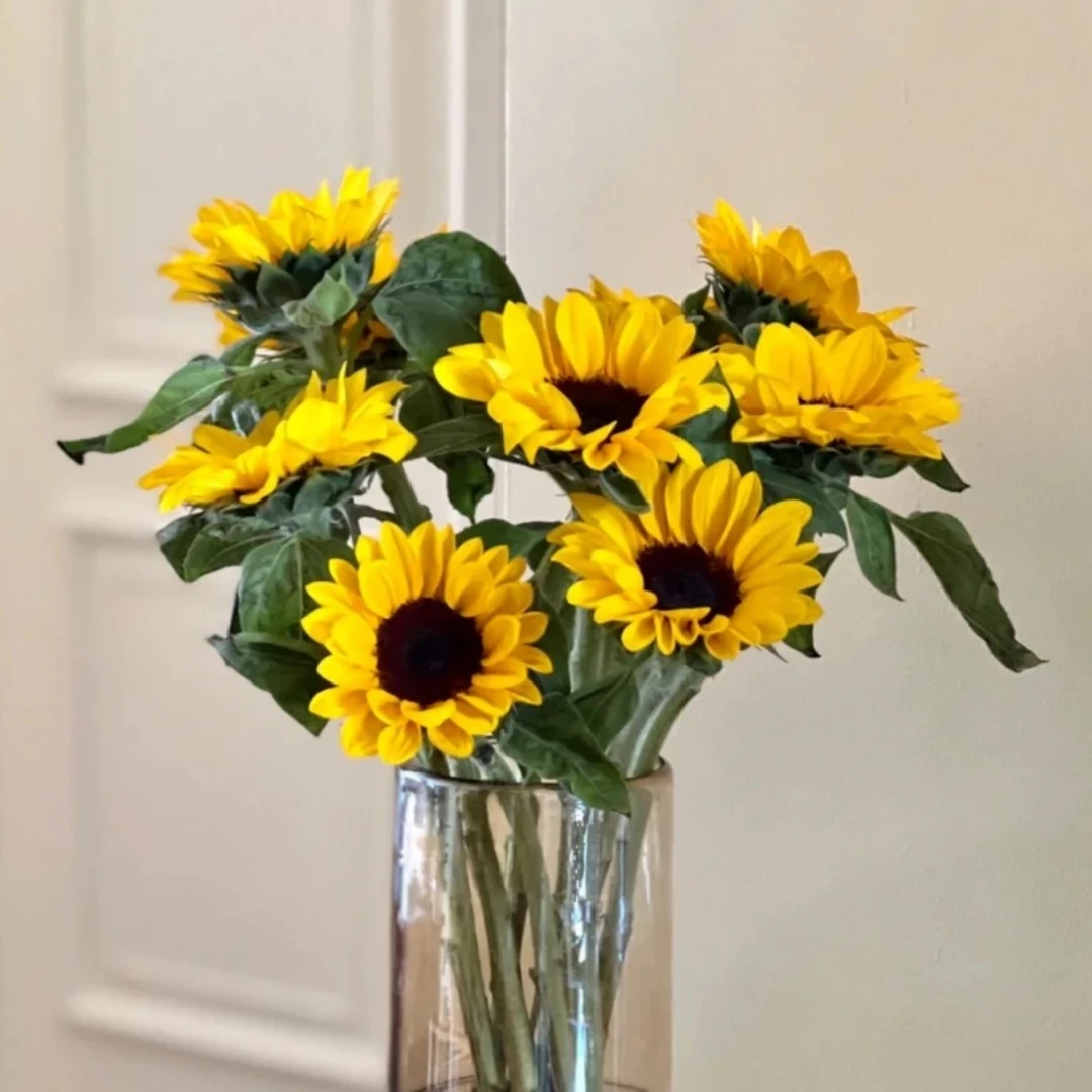 〔向日葵〕全场拍三单花材每单送2包专用营养剂 任意两单顺丰包邮