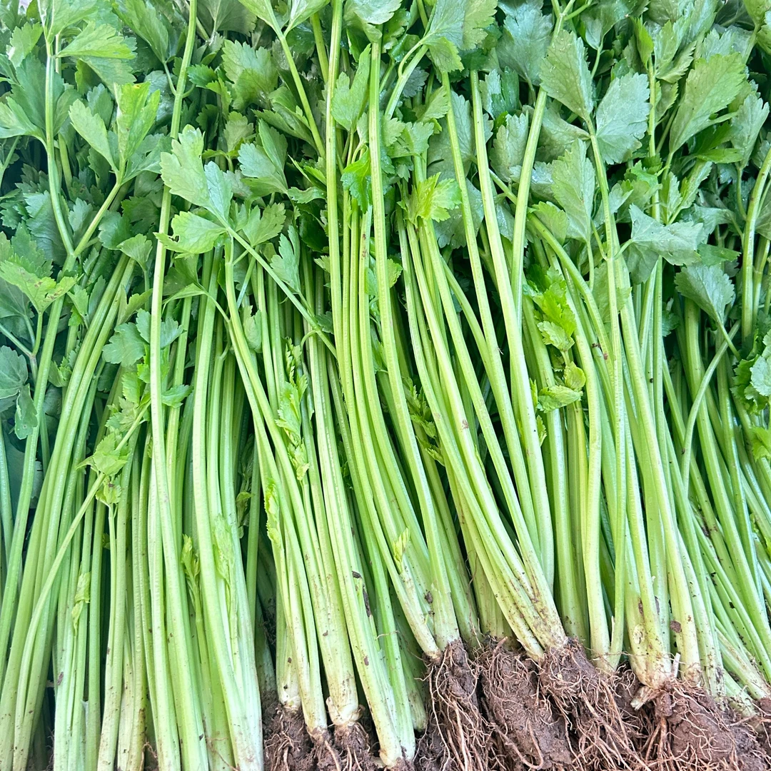 【中通顺丰冷链】云南新鲜蔬菜小香芹芹菜现摘现发炒肉炒菜