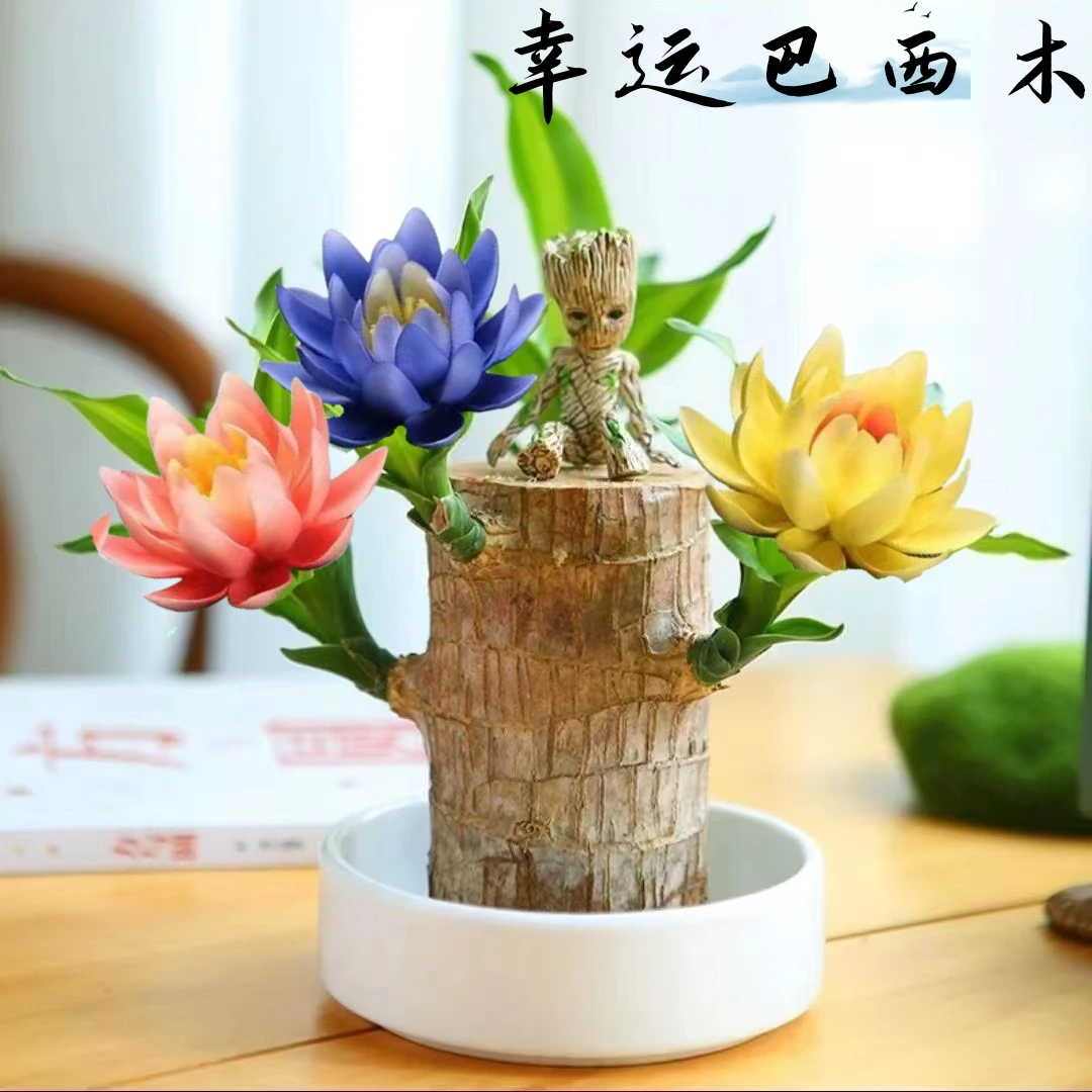 【超漂亮】巴西木植物幸运格鲁特开花水养桌面绿植水培盆栽室内好养