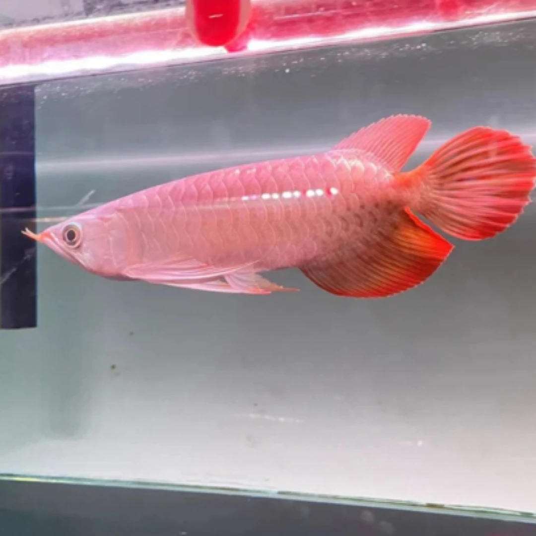 印尼纯血红龙活体鱼苗辣椒超血红龙古典蓝底过背