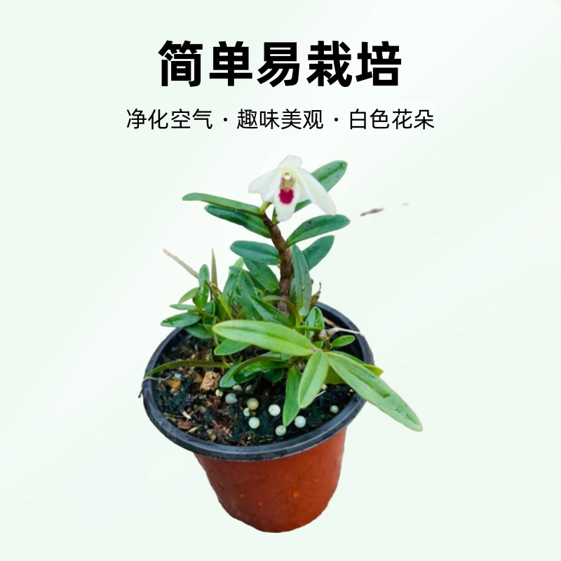 丹霞红杆铁米粉花盆景白花兰花园艺玉树东方绿植室内东方墨兰