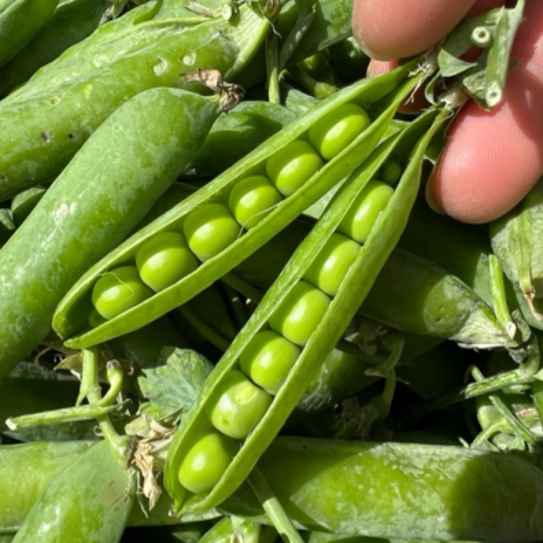 云南新鲜甜脆豌现摘现发