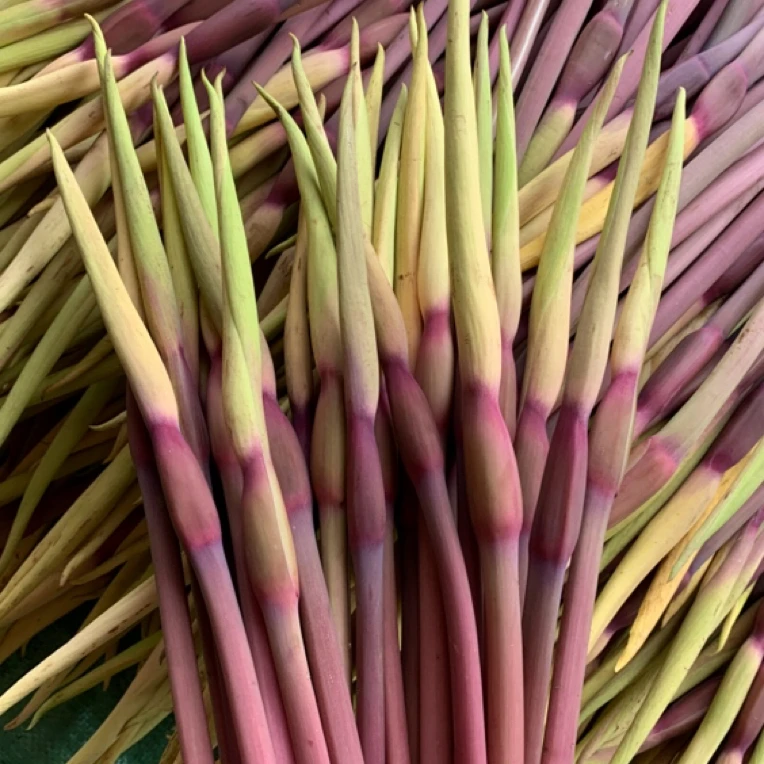 云南新鲜芋头花 新鲜采摘 露天种植 芋花新鲜蔬菜