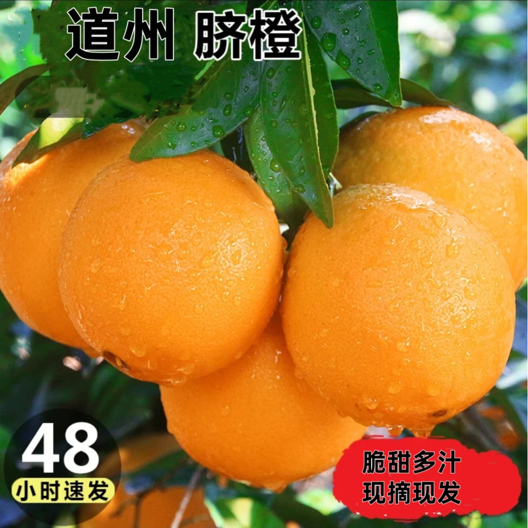 【杨晨专属】道州脐橙 25.5° 高山脐橙 新鲜橙子当季水果4.5斤