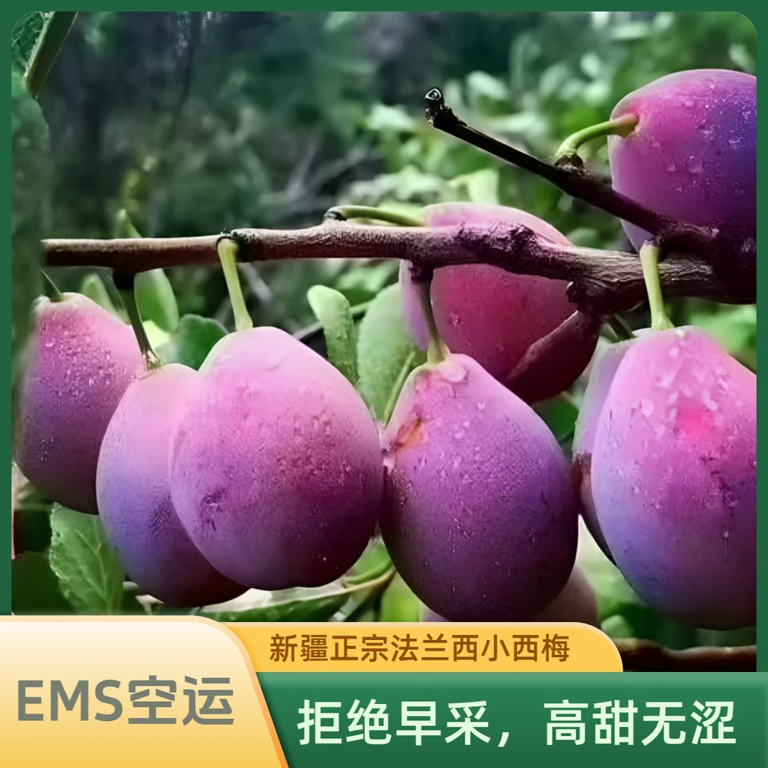 优选节奏新疆空运喀什正宗法兰西西梅新鲜果肉细腻香甜爆汁包邮