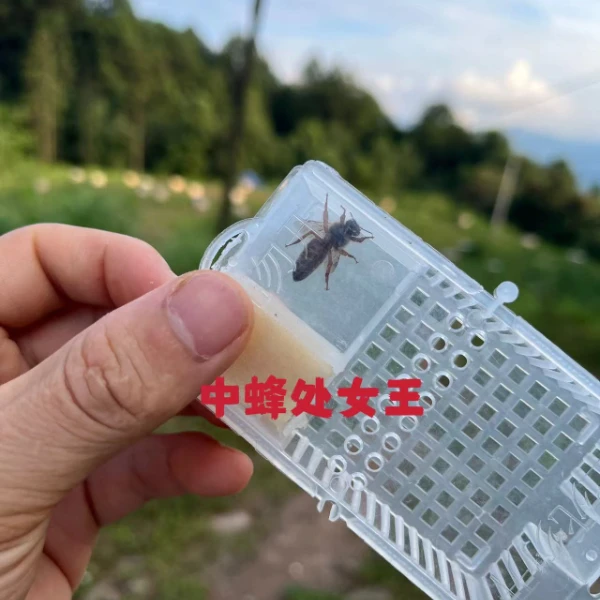 中蜂处女王复试移虫处女王阿坝盒子装新王产卵带强群优质优选培育