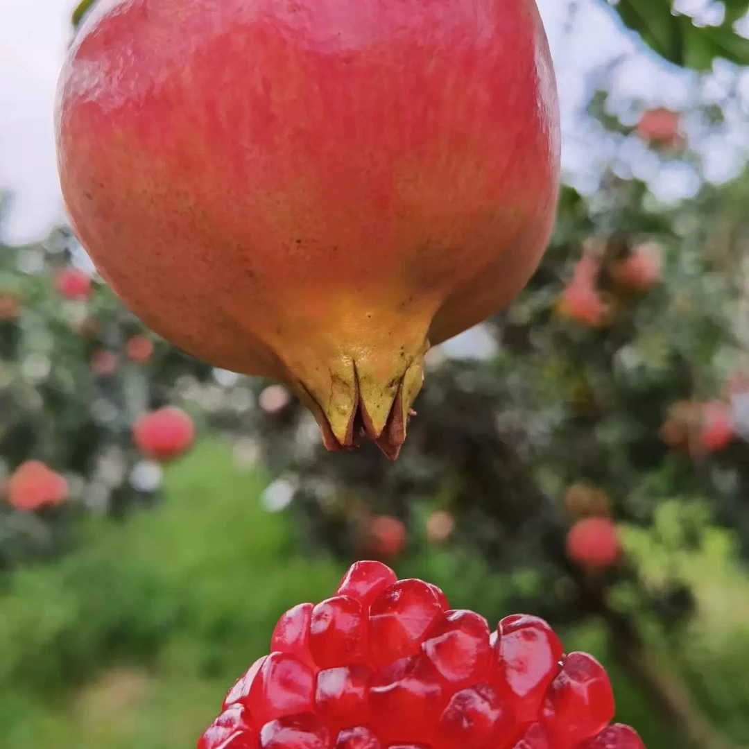 黔东农仓赶集现收石榴