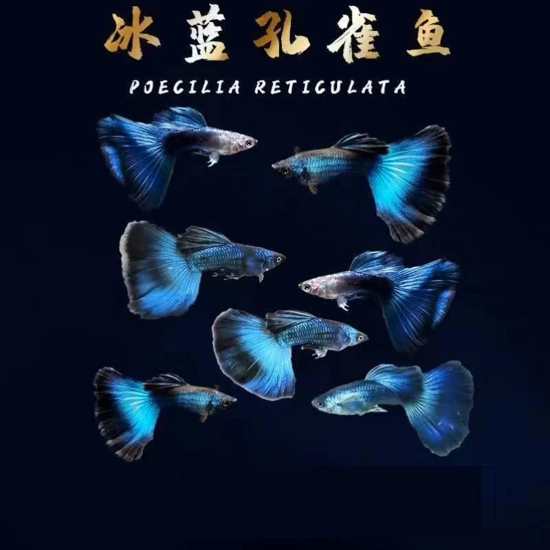 小型热带鱼练手闯缸莫斯科小冰蓝（入缸不包损）水族