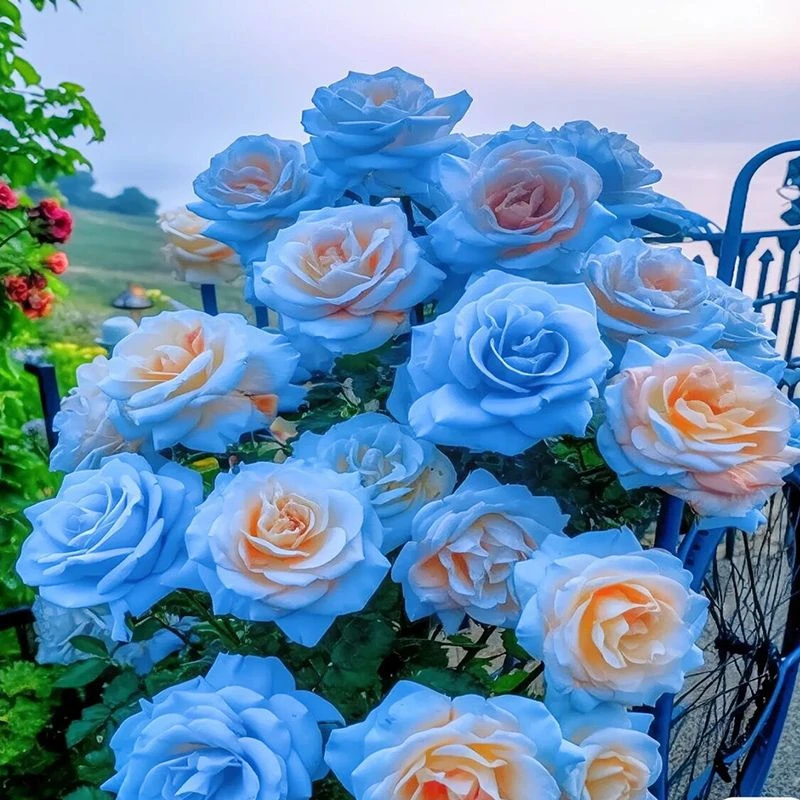 玫瑰花苗玫瑰花盆栽树苗月季花卉花苗盆栽植物室内易养活特大花花