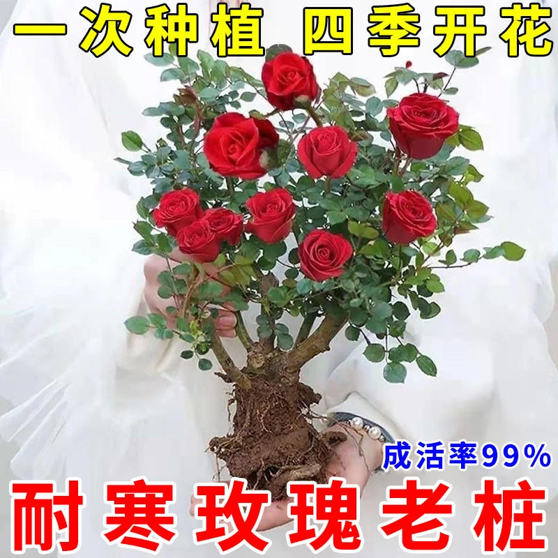 耐寒浓香型玫瑰花苗四季开阳台玫瑰盆栽室内外花卉花观花绿植花卉