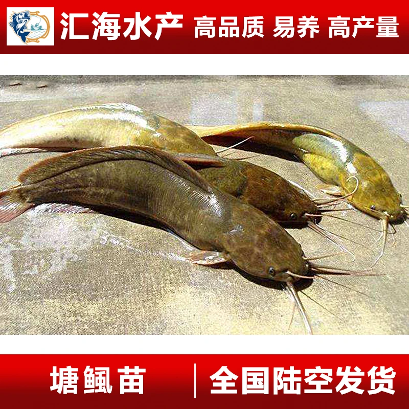 皇妃一号塘角鱼 本地塘鲺鱼好养耐活宠物活体发货 鱼池鱼塘好养殖