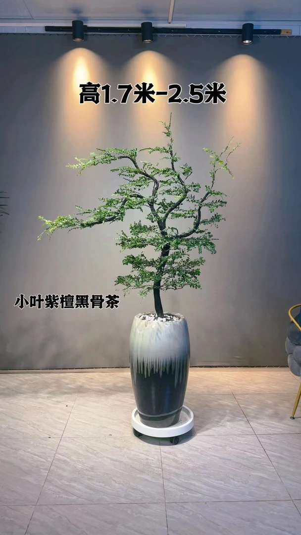 黑骨茶枝干小叶紫檀禅意盆景室内室外也会结果庭院绿植大型盆景