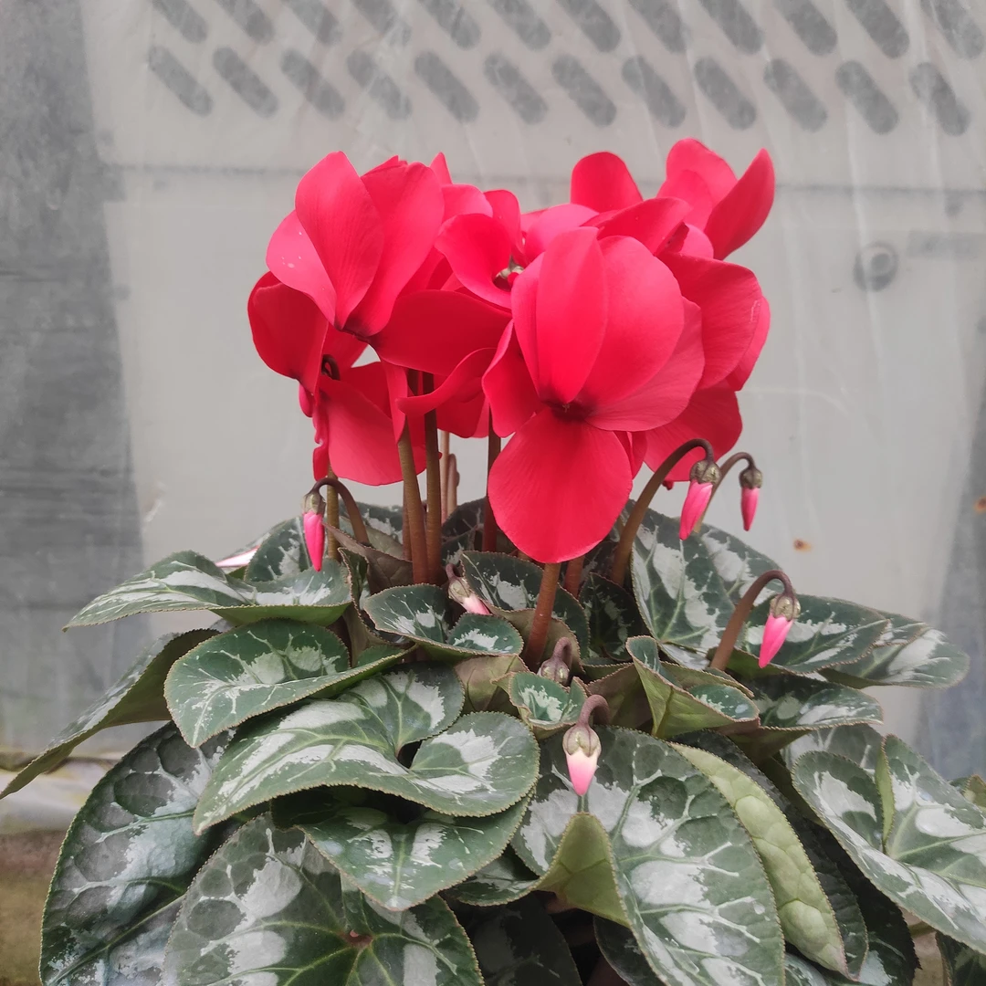 仙客来盆栽花卉一物一拍链接