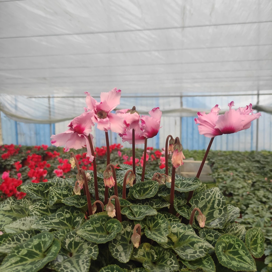 仙客来(美人)系列室内盆栽花卉