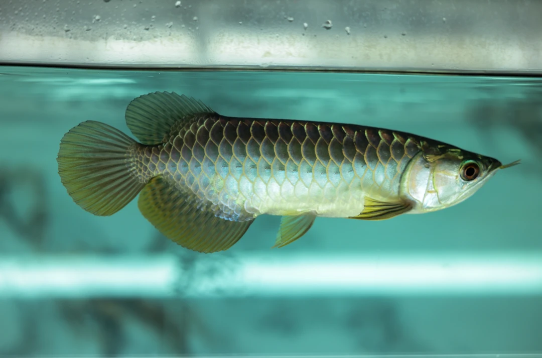 近水NW精选级马来西亚古典过背金龙