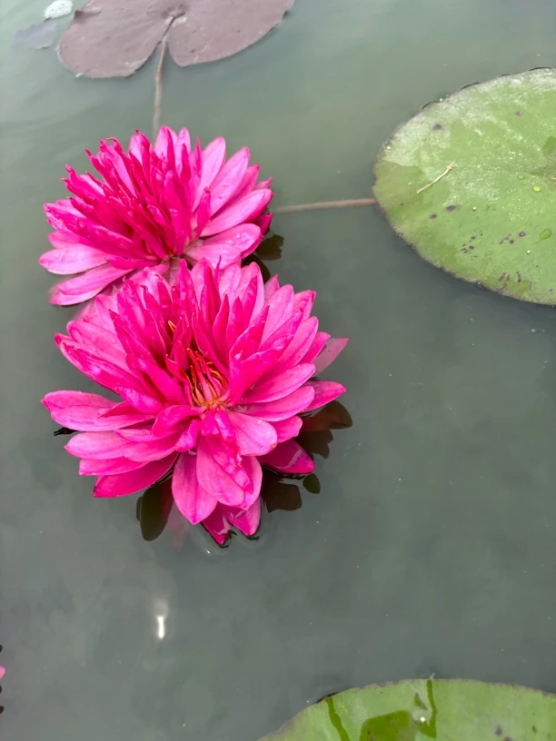 大型丰花睡莲粉蓬蓬，紫红蓬蓬