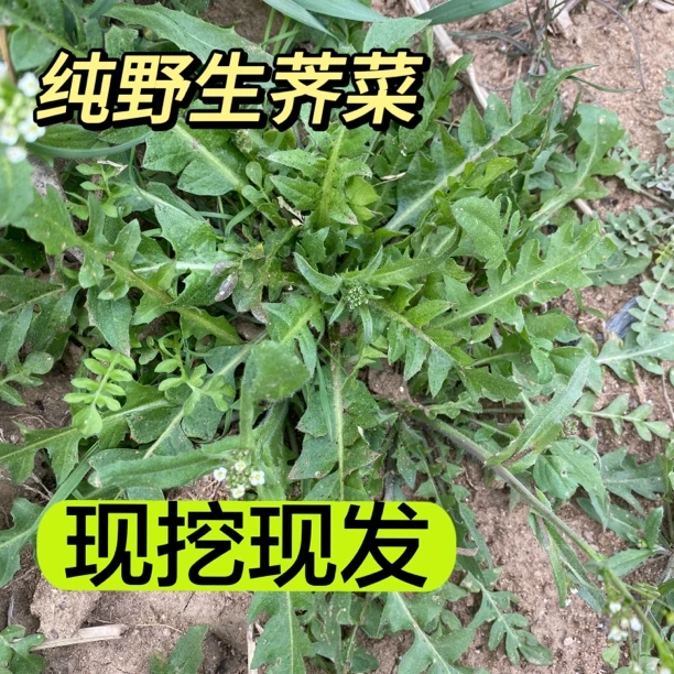 东北绥中纯野生荠菜荠菜馅饺子混沌饺子野生山野菜