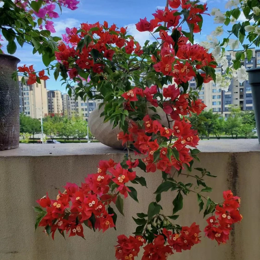 热火桑巴，橙桑巴。庭院爬藤，四季勤花，垂飘，花卉绿植盆栽场地直销