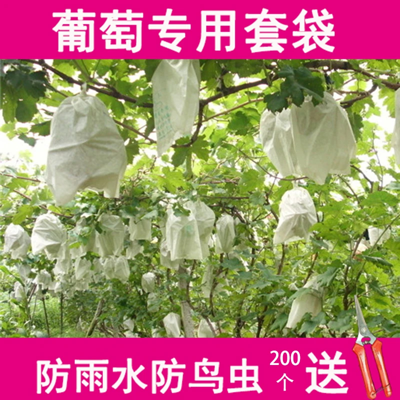 厂家直销防鸟虫袋露天葡萄套袋专用果袋葡萄袋纸袋防雨水葡萄袋子