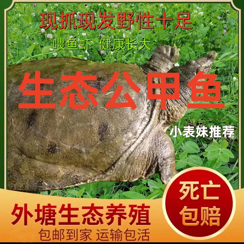 鲜活五年生态公甲鱼喂鱼虾（胶原蛋白丰富，美味）鱼塘养殖，挂了包赔