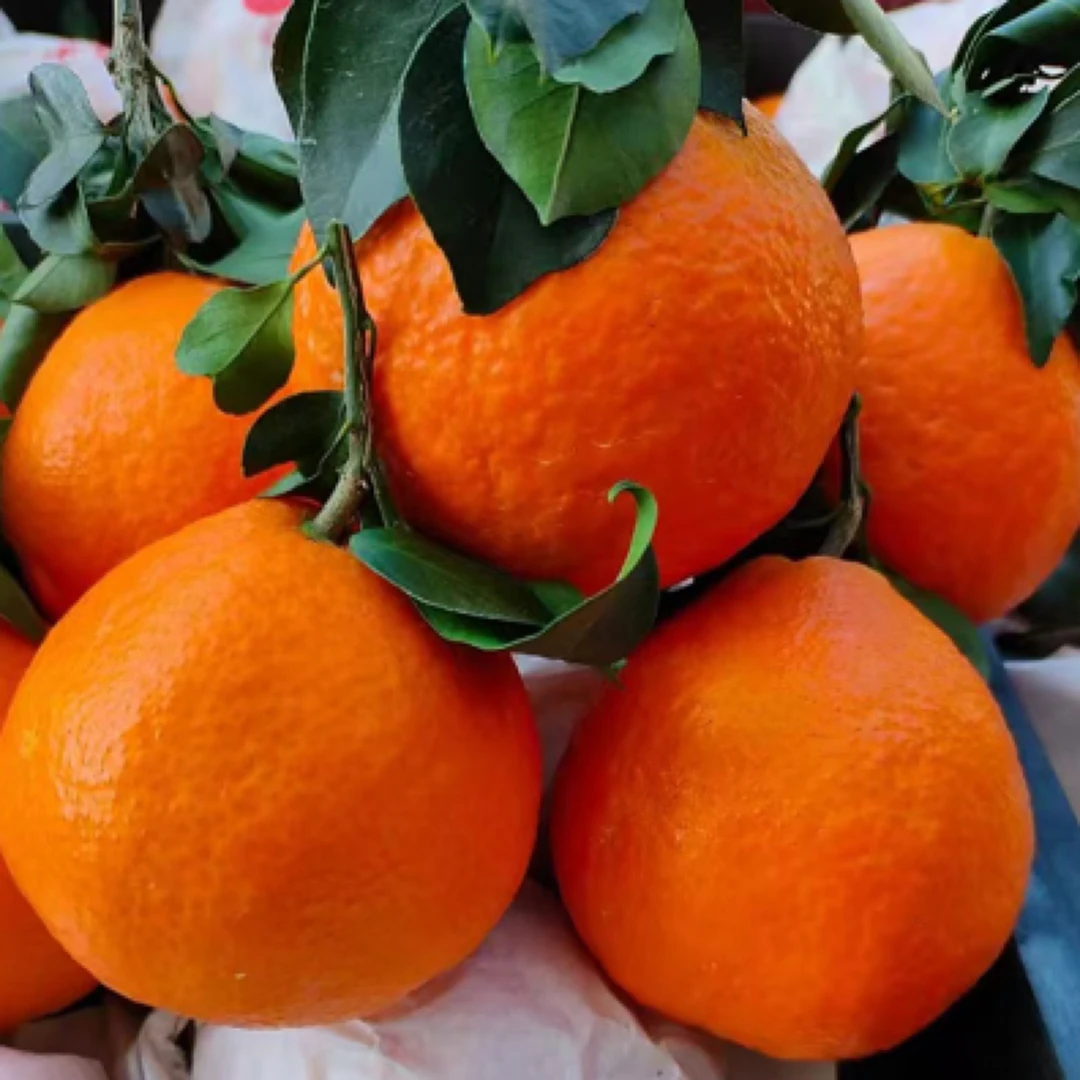 秀山高桥爱媛果冻橙