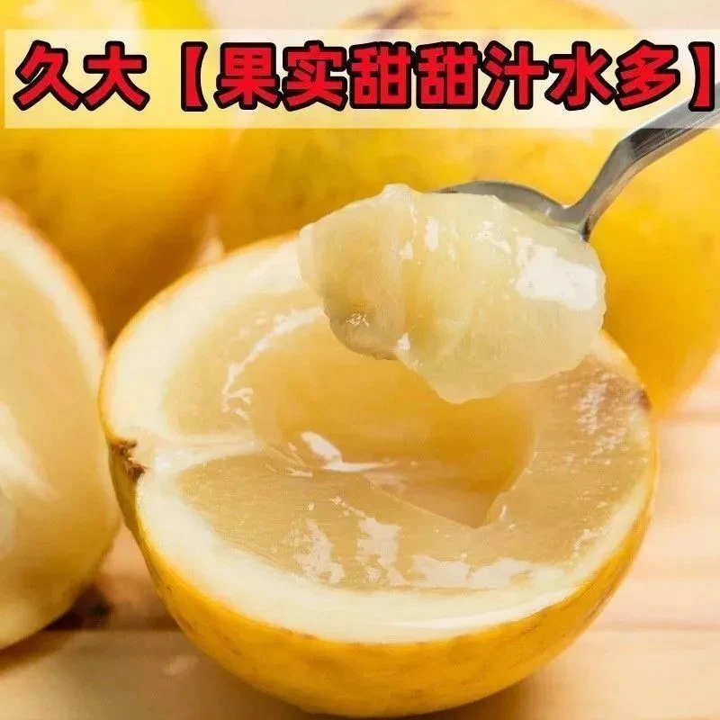 蜜糖黄晶果苗冬蜜黄晶果嫁接苗新品种黄宝石黄晶果树苗名贵果树苗