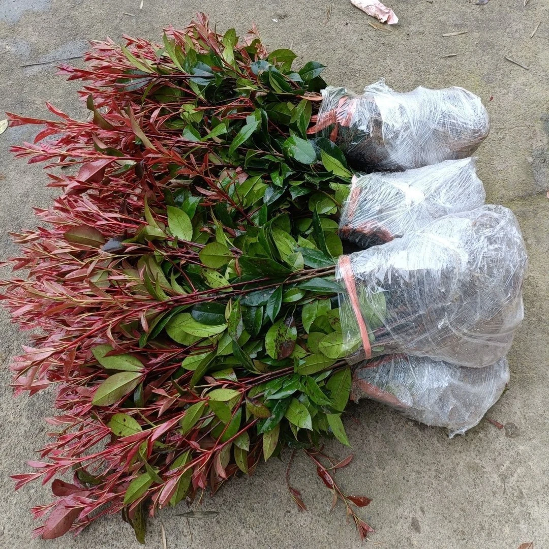 红叶石楠苗篱笆苗继木庭院风景树耐寒小苗户外绿植庭院庭院花卉