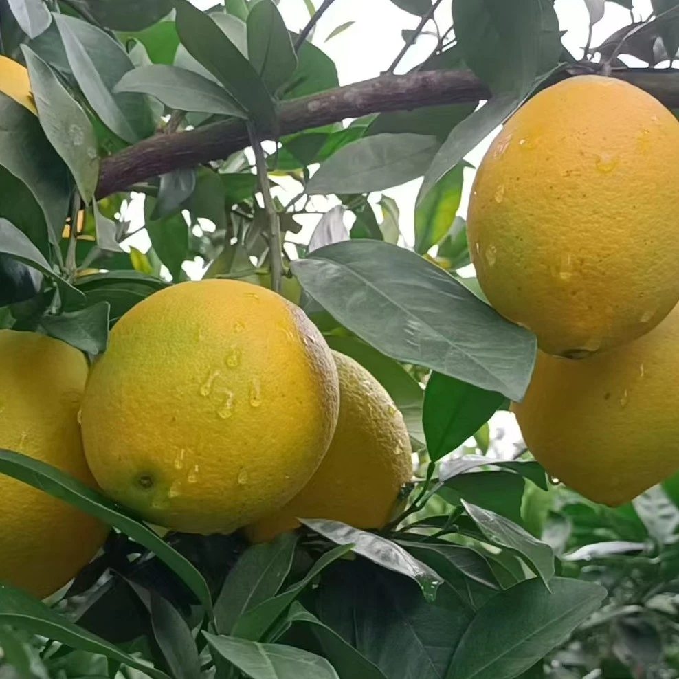 广西新鲜高山橙子，清甜多汁 生态种植现摘水果 包邮